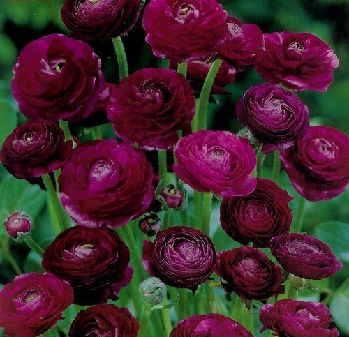 Ranunculus asiaticus (Paeony-Flowered) 'Purple'