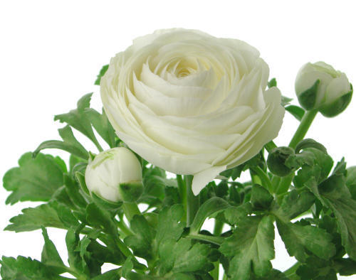 Ranunculus asiaticus (Paeony-Flowered) 'White'