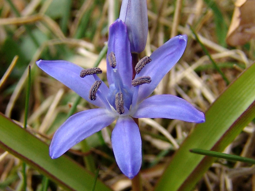 Scilla bifolia