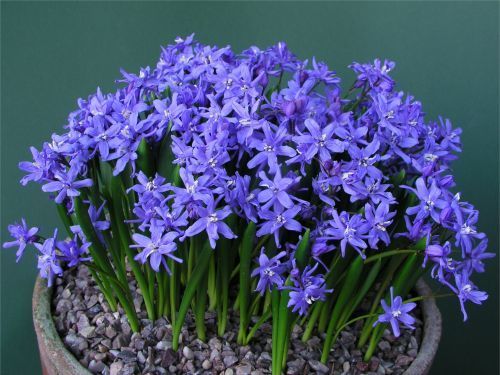 Scilla bifolia