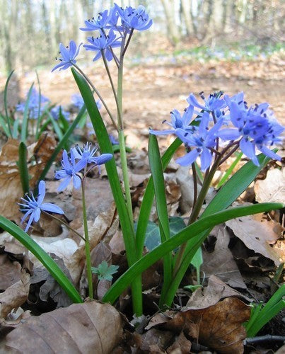 Scilla bifolia
