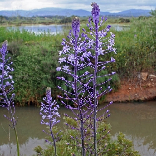 Scilla hyacinthoides