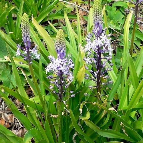Scilla hyacinthoides