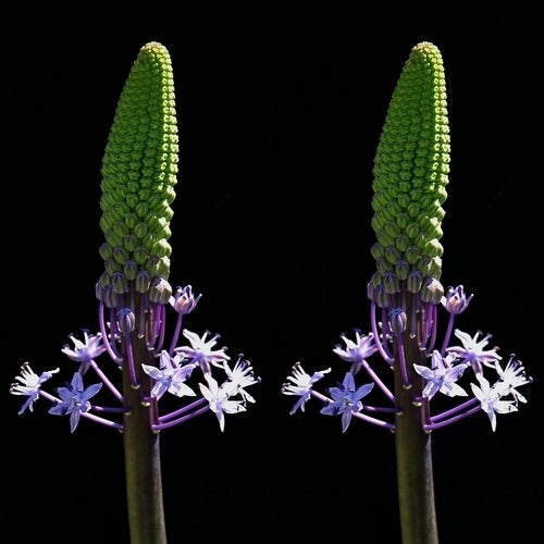 Scilla hyacinthoides