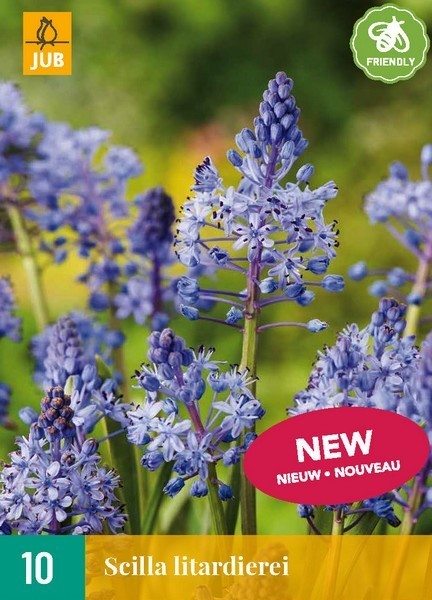 Scilla litardierei