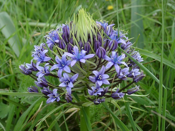 Scilla peruviana