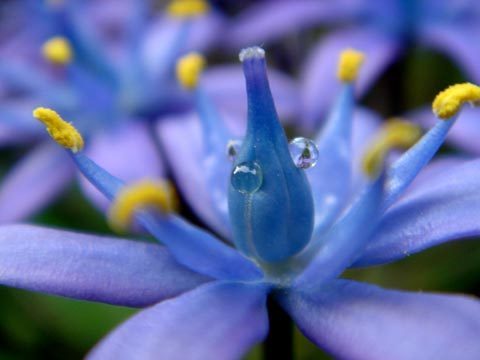 Scilla peruviana