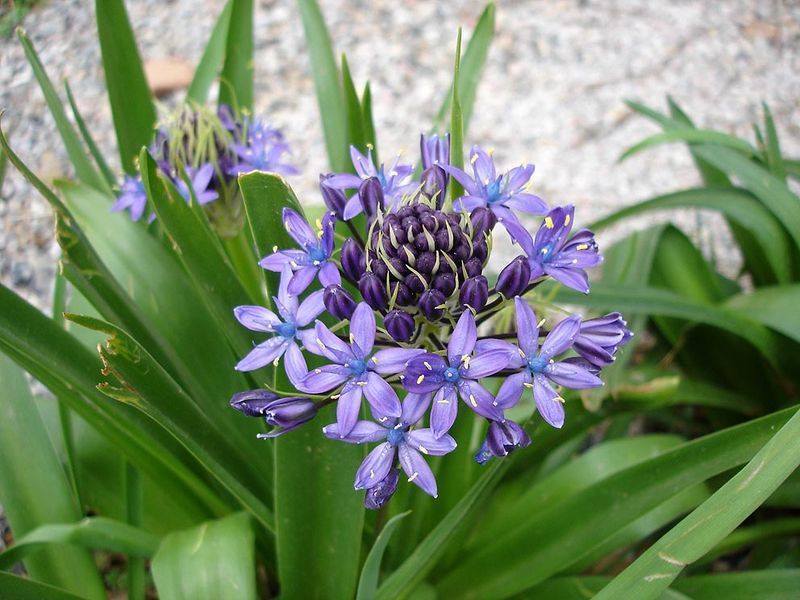Scilla peruviana