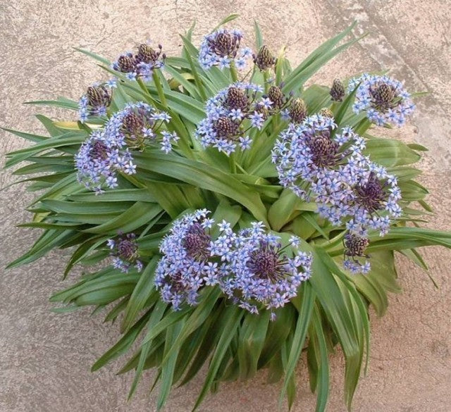 Scilla peruviana