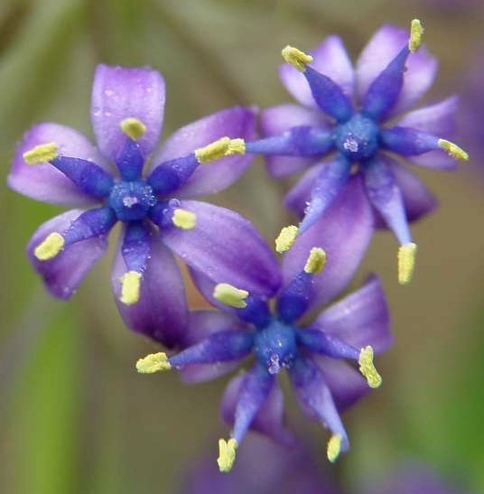 Scilla peruviana