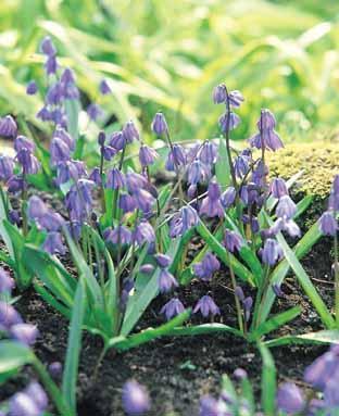 Scilla siberica