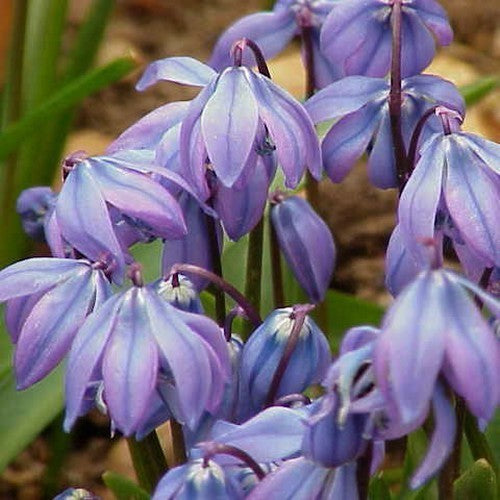 Scilla siberica