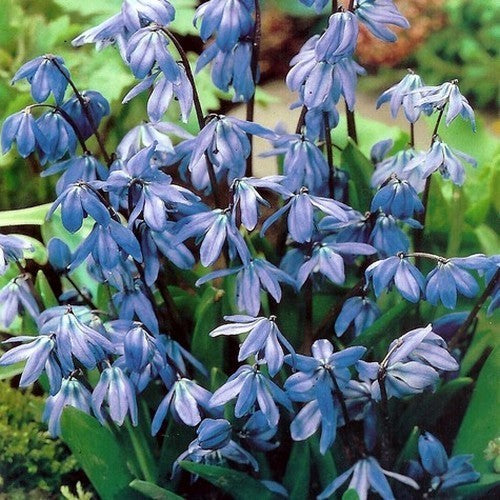 Scilla siberica