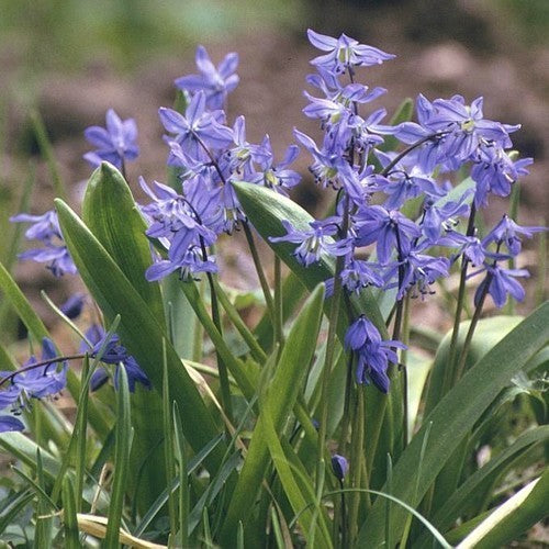 Scilla siberica
