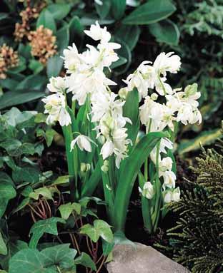 Scilla siberica 'Alba'
