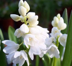 Scilla siberica 'Alba'