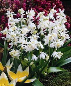 Scilla siberica 'Alba'