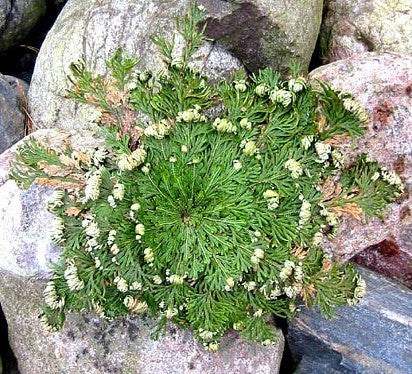 Selaginella lepidophylla
