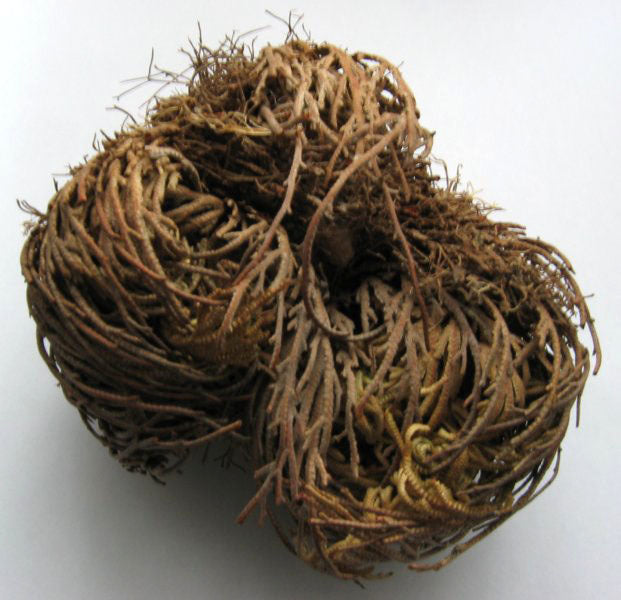 Selaginella lepidophylla