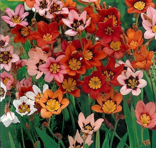 Sparaxis tricolor