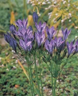 Triteleia laxa 'Corrina'