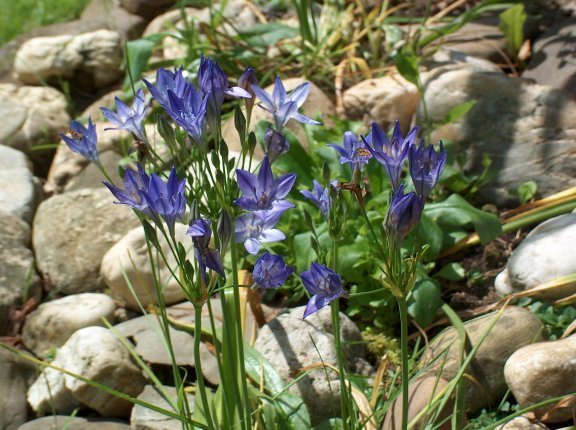 Triteleia laxa 'Corrina'