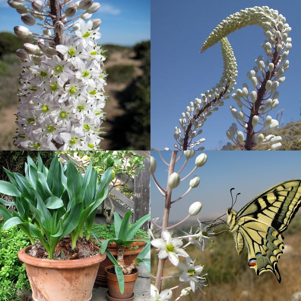 Urginea maritima