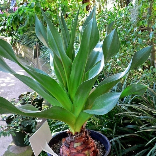 Urginea maritima