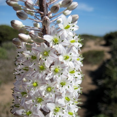Urginea maritima