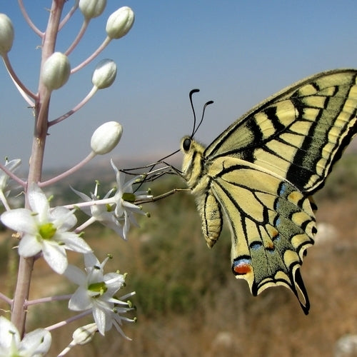 Urginea maritima