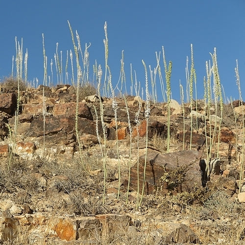 Urginea maritima