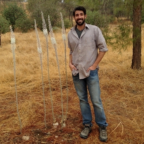 Urginea maritima