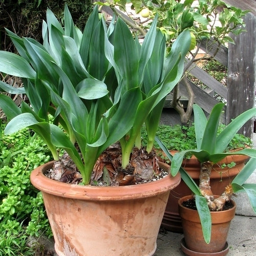Urginea maritima