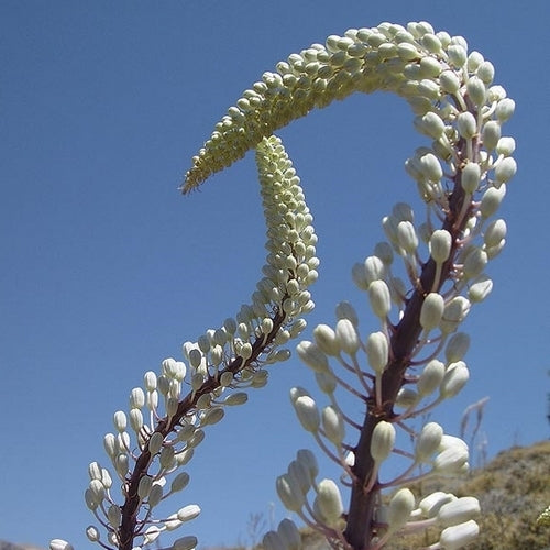 Urginea maritima