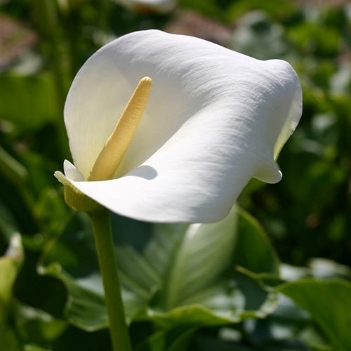 ZantedesChia aethiopica