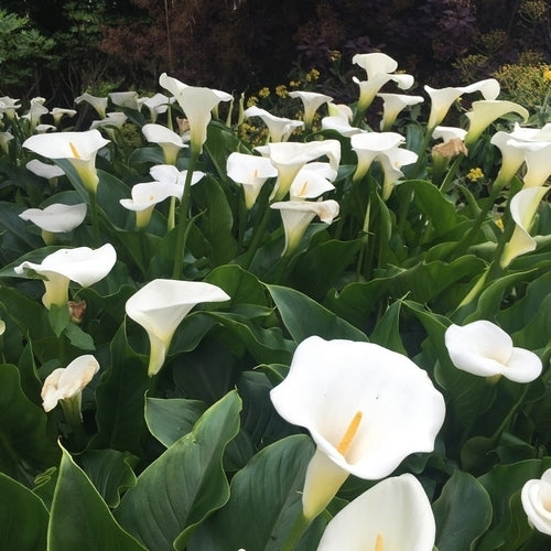 ZantedesChia aethiopica