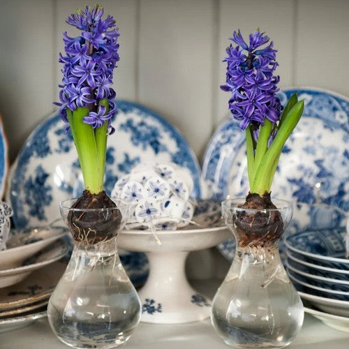 Hyacinthus 'Blue Star'