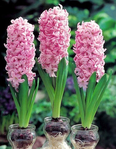 Hyacinthus 'Pink Pearl'