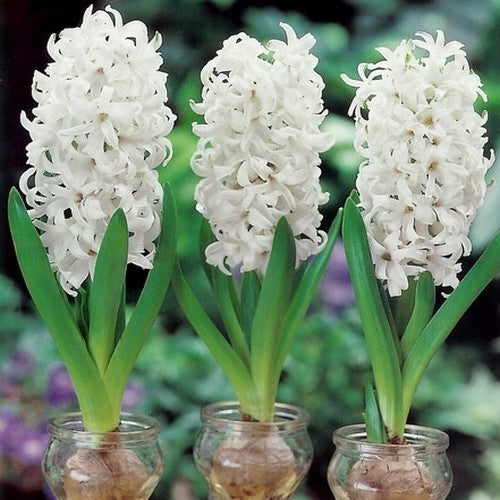Hyacinthus 'White Pearl'