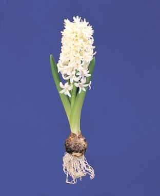 Hyacinthus 'White Pearl'