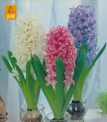 Hyacinthus 'Blue & Pink & White'