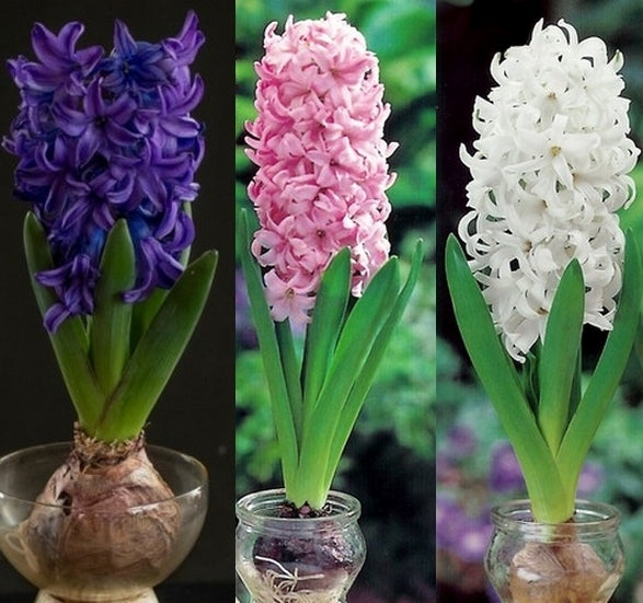 Hyacinthus 'Blue & Pink & White'