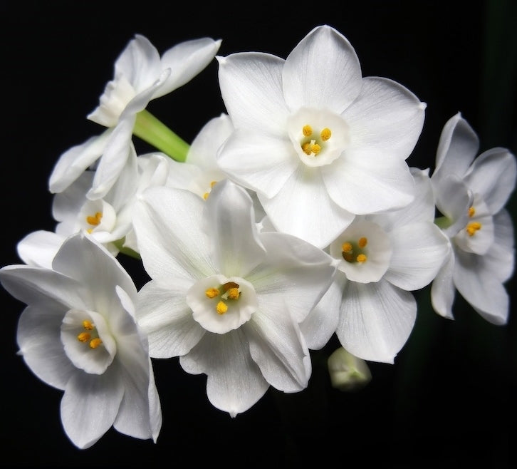 Narcissus 'Inbal' E.a.
