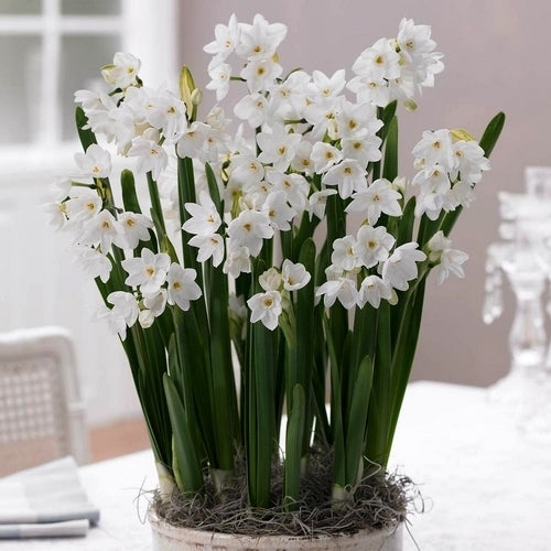 Narcissus 'Inbal' E.a.