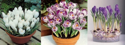 Crocus Collectie van 3