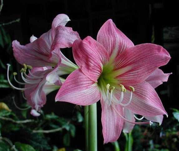 Hippeastrum 'Apple Blossom' / 'Cherry Blossom' / 'Rebecca'