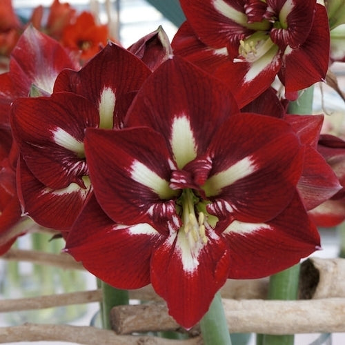 Hippeastrum 'Barbados'