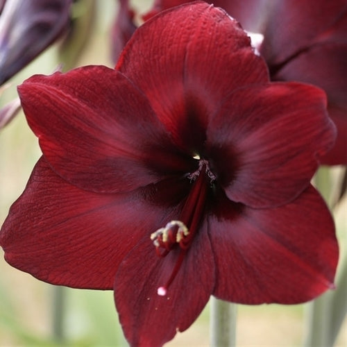 Hippeastrum 'Carmen' / 'Liberty' / 'Premiere' / 'Royal Velve'