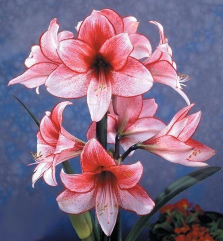 Hippeastrum 'Charisma' / 'Showmaster'