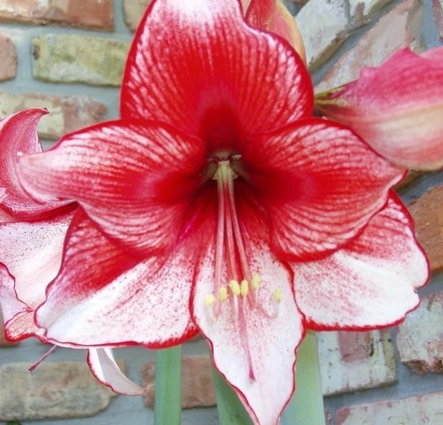 Hippeastrum 'Charisma' / 'Showmaster'